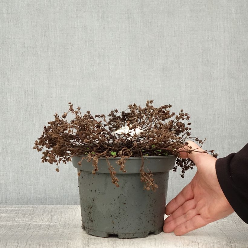 Esemplare di Potentille arbustive - Potentilla fruticosa Bella Bianca Pot de 2L/3L come consegnato in autunno
