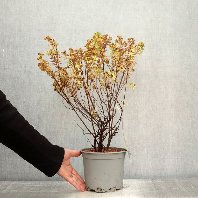 Esemplare di Potentilla fruticosa Double Punch Gold Vaso da 2L/3L come consegnato in autunno