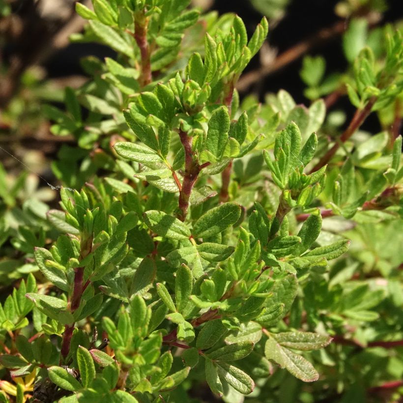 Potentilla fruticosa Double Punch Peach (Fogliame)
