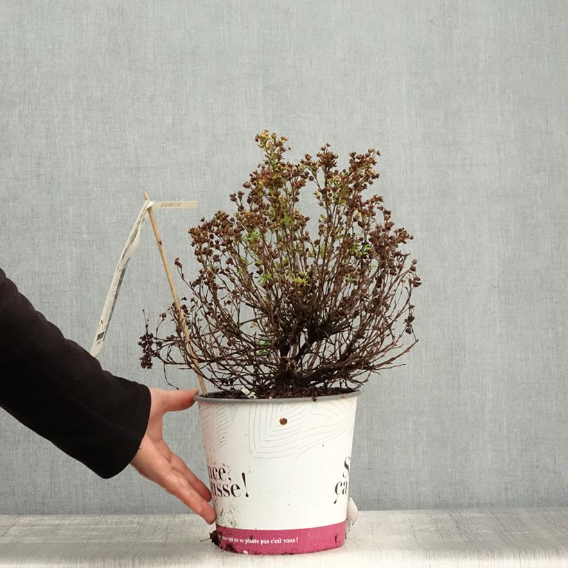 Esemplare di Potentilla fruticosa Double Punch Peach Vaso da 3L/4L come consegnato in autunno