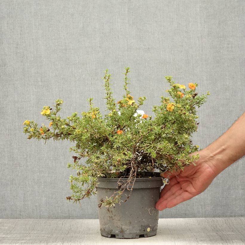Esemplare di Potentilla fruticosa Red joker Vaso da 3L/4L consegnato in estate