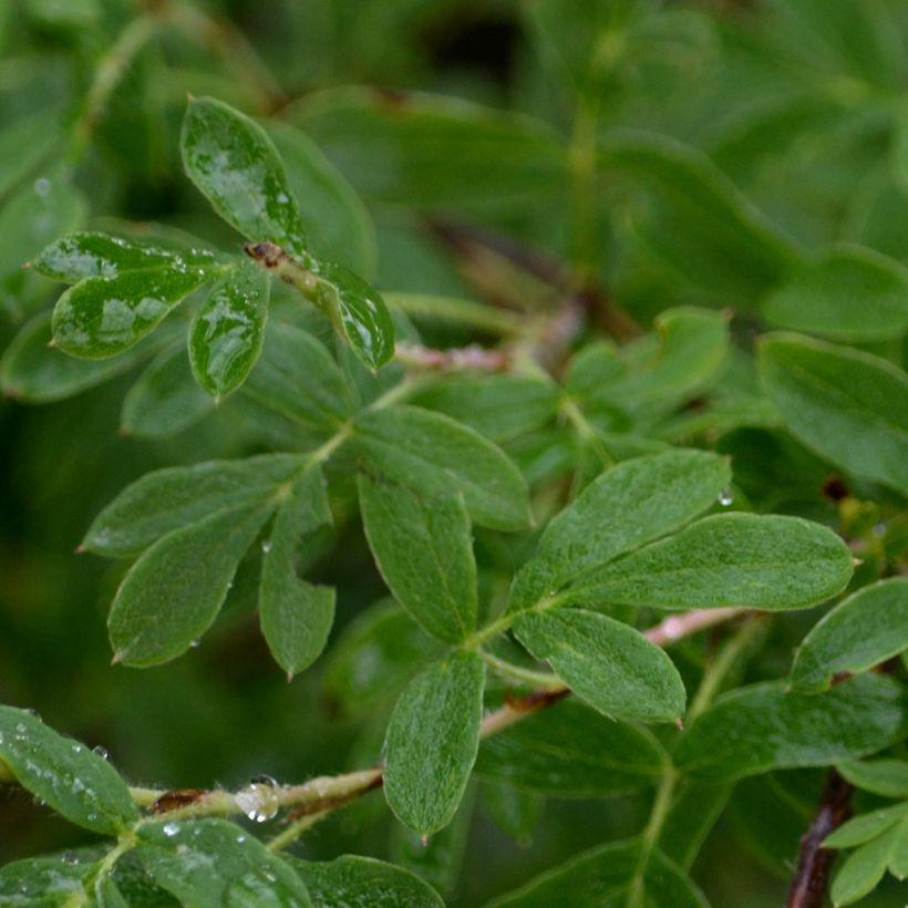 Potentilla fruticosa Abbotswood (Foliage)