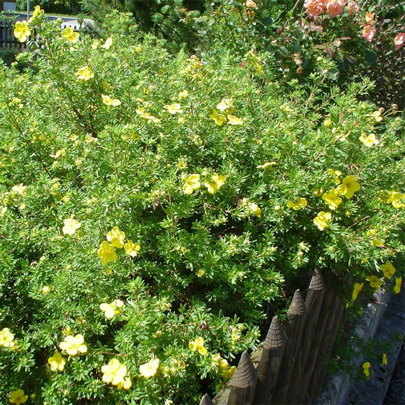 Potentilla fruticosa - Cinquefoglio cespuglioso (Plant habit)