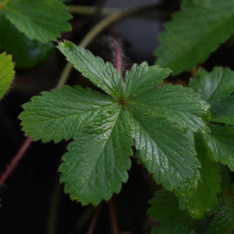 Potentilla hopwoodiana (Fogliame)