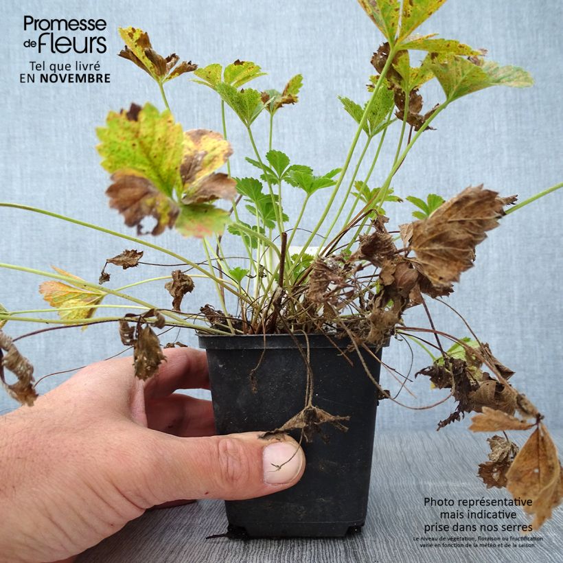 Esemplare di Potentille vivace - Potentilla tonguei Godet de 8/9 cm come consegnato in autunno