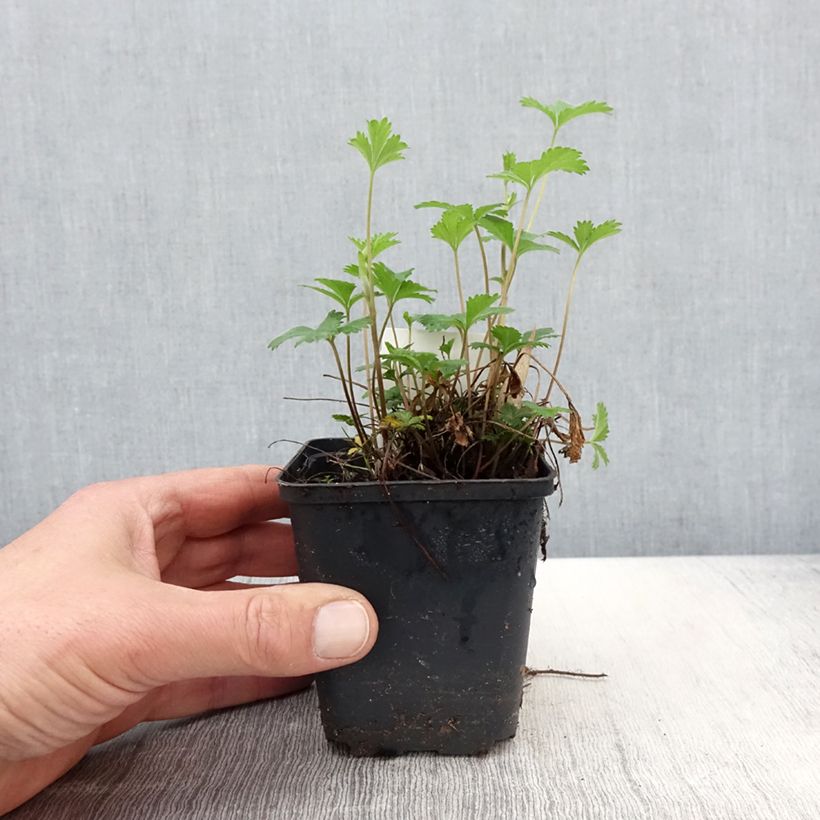 Potentilla tonguei Vasetto da 8/9 cm esemplare consegnato in primavera