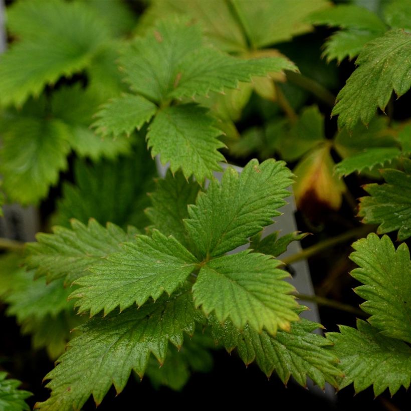 Potentilla Yellow Queen (Fogliame)