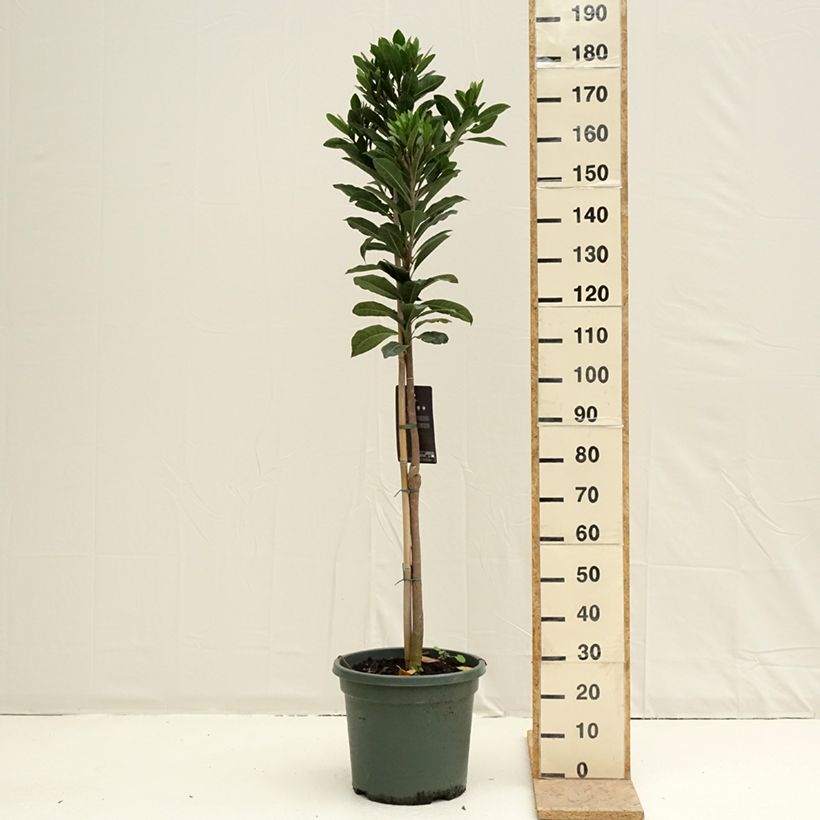 Pouteria obovata - Lucuma Vaso da 20L/25L esemplare consegnato in primavera