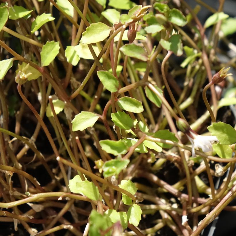 Pratia pedunculata Alba (Fogliame)