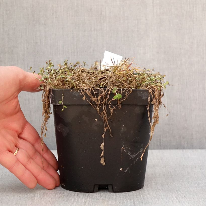 Pratia pedunculata County Park Pot de 2L/3L esemplare consegnato in inverno