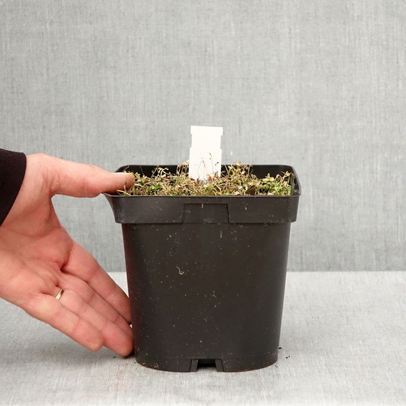 Example of Pratia pedunculata County Park Vaso da 2L/3L as you get in printemps