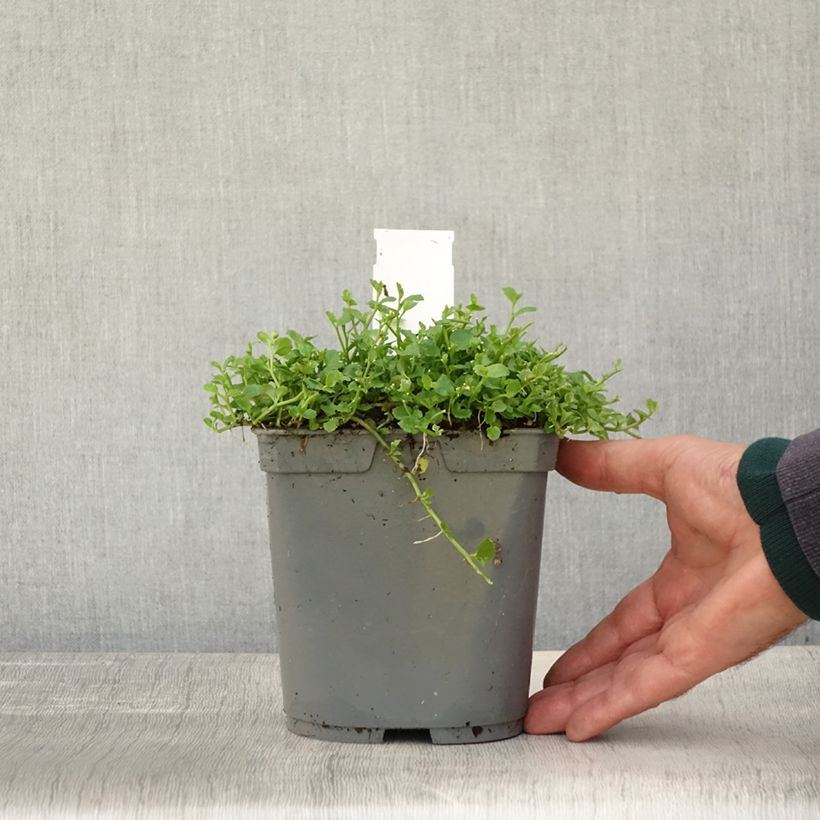Esemplare di Pratia pedunculata Vaso da 2L/3L come consegnato in autunno
