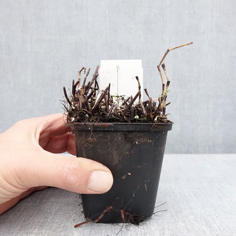 Example of Equisetum fluviatile - Equiseto fluviatile Vasetto da 8/9 cm as you get in printemps