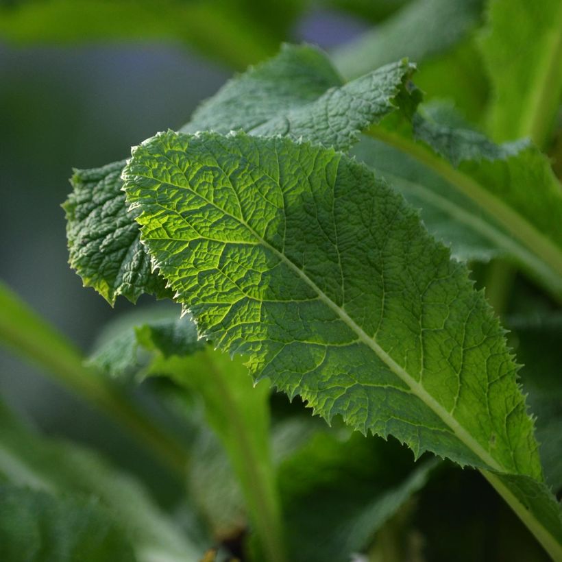 Primula pulverulenta (Foliage)