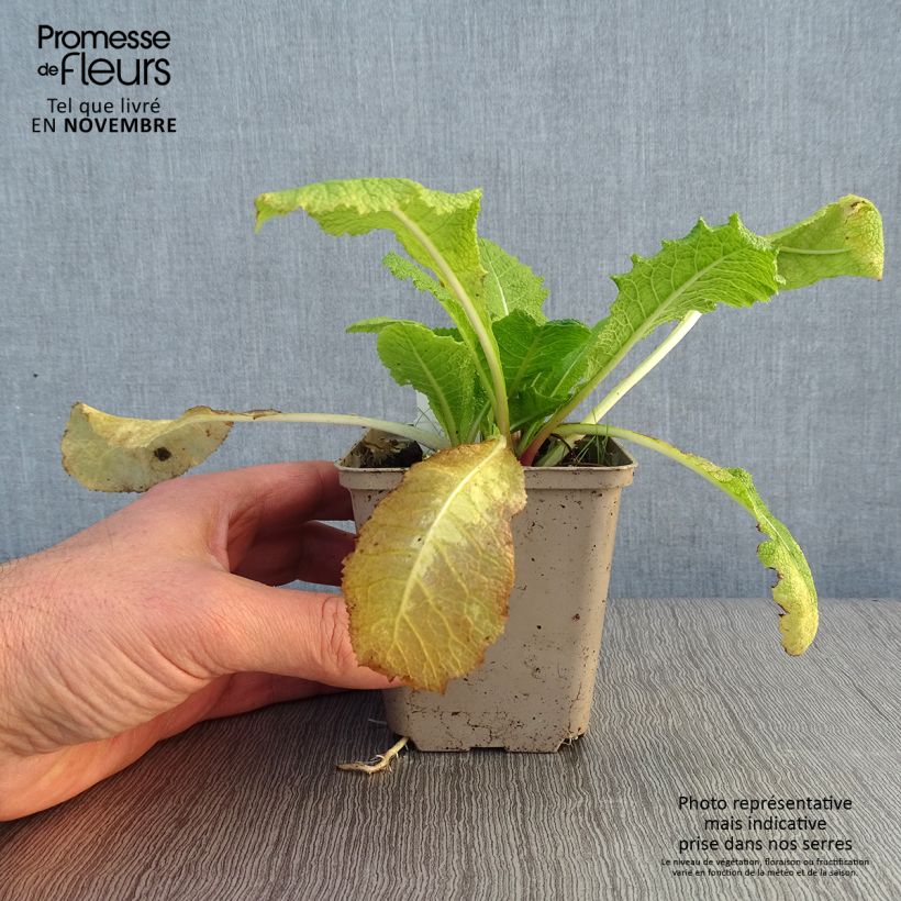 Esemplare di Primula pulverulenta Vasetto da 8/9 cm come consegnato in autunno