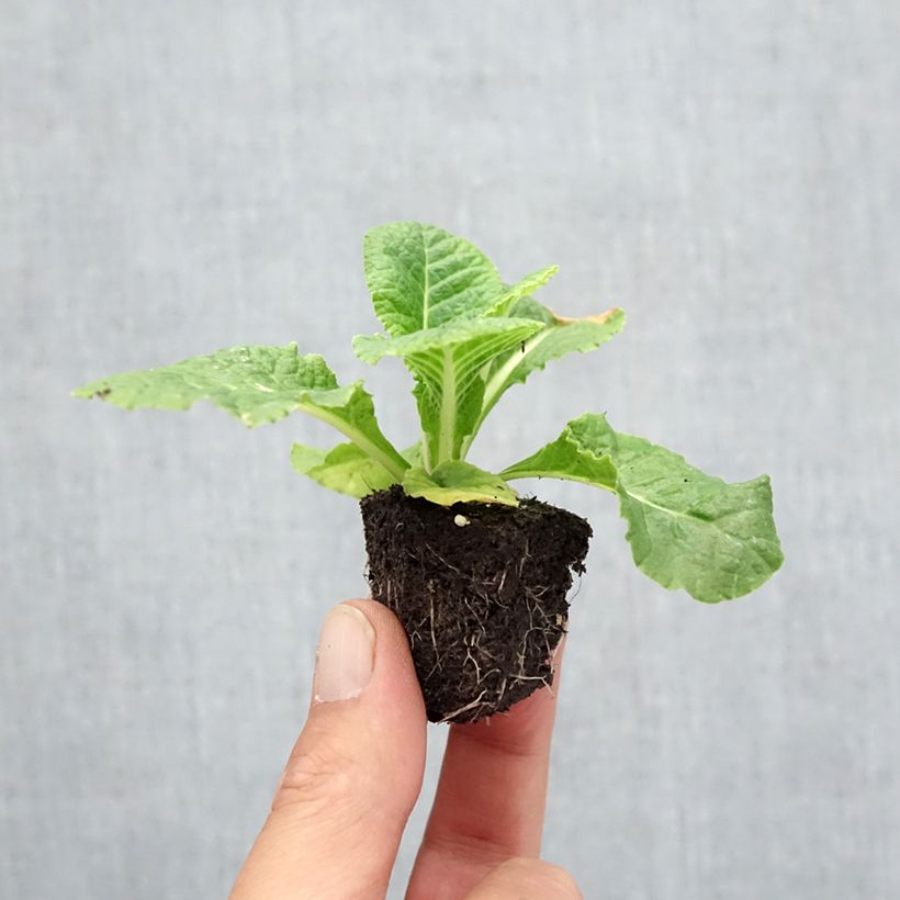 Esemplare di Primula Rubens Mix Jardimotte: zolla da 3,8 cm x 3,2 cm in vassoio da 16 pezzi. come consegnato in autunno