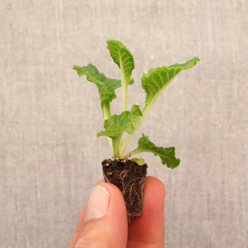 Example of Primula Frilly White Mini zolla Ø 1,5/2,5 cm as you get in automne