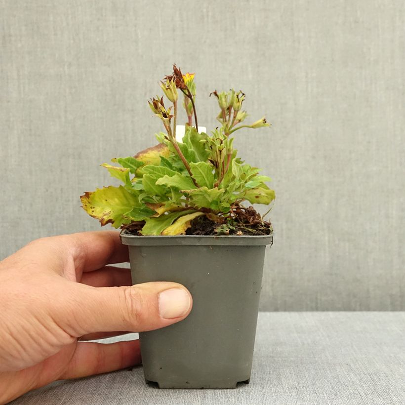 Esemplare di Primula polyanthus Oak Leaf Yellow Picotee Vasetto da 8/9 cm consegnato in estate