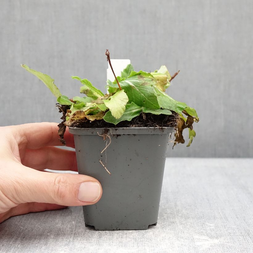 Example of Primula polyanthus Oak Leaf Yellow Picotee Vasetto da 8/9 cm as you get in hiver