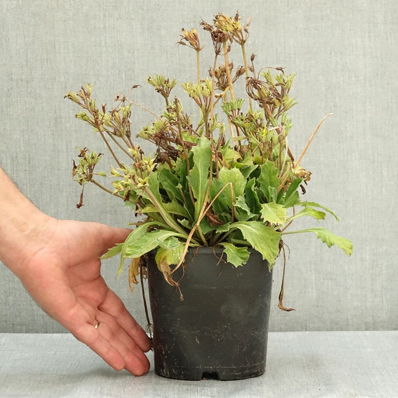 Esemplare di Primevère hybride Oak Leaf Yellow Picotee Pot de 2L/3L consegnato in estate