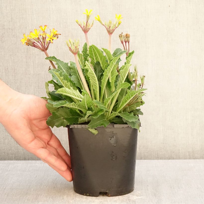Example of Primula polyanthus Oak Leaf Yellow Picotee Vaso da 2L/3L as you get in hiver