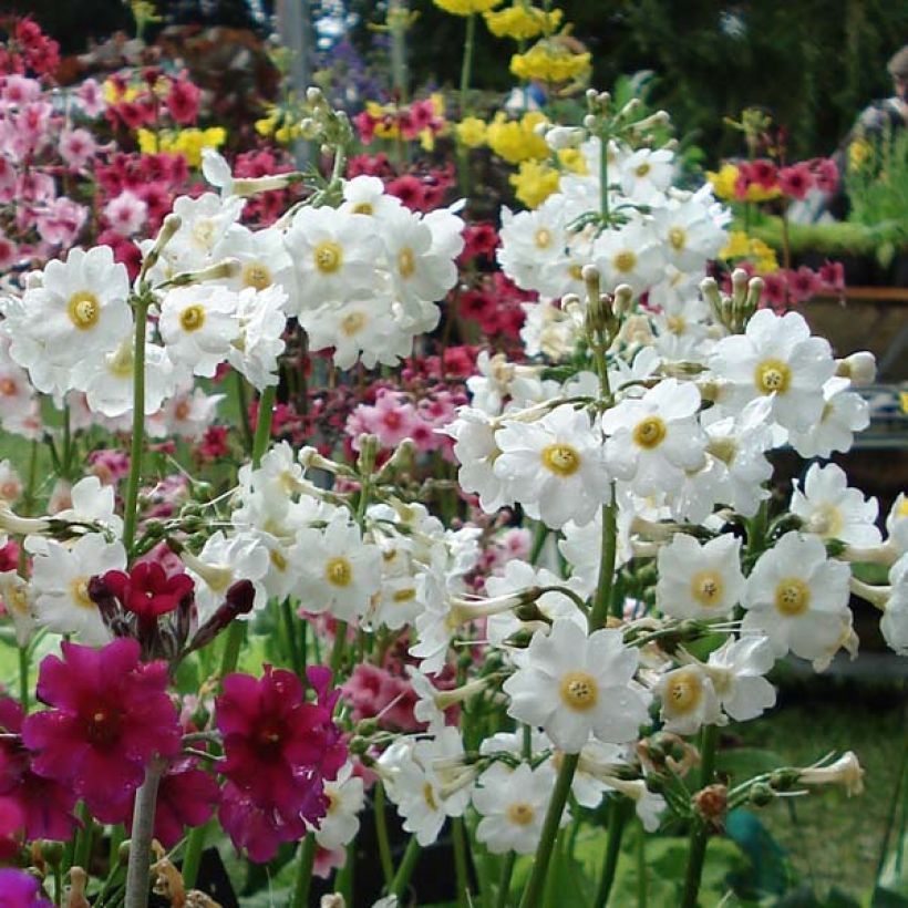 Primula japonica Alba - Primula giapponese (Flowering)