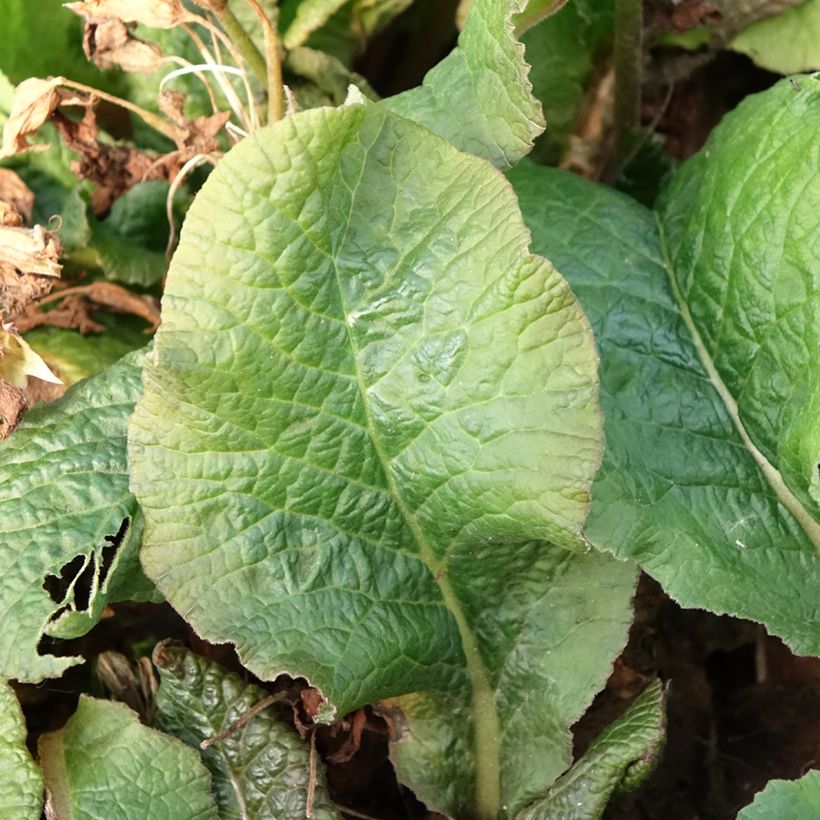 Primula eliator Veristar Yellow Gold - Primula maggiore (Fogliame)