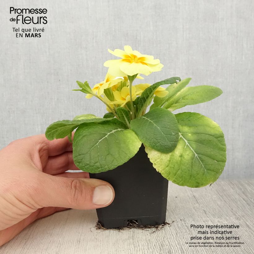 Example of Primula Rambo F1 Lemon Cream Vasetto da 8/9 cm as you get in printemps