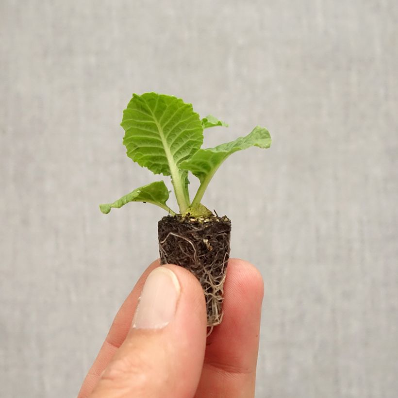 Example of Primula Rambo F1 Purple Flame Mini zolla Ø 1,5/2,5 cm as you get in automne