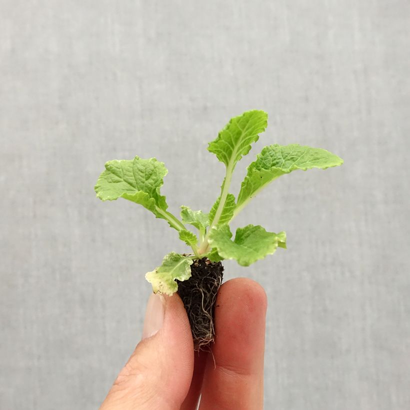 Esemplare di Primula Rosebud F1 Crocus blue Mini zolla Ø 1,5/2,5 cm come consegnato in autunno