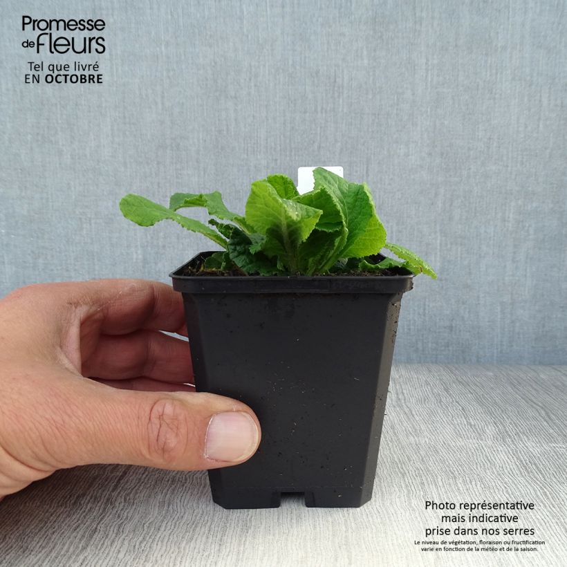 Esemplare di Primula vulgaris - Primula comune Vasetto da 8/9 cm come consegnato in autunno