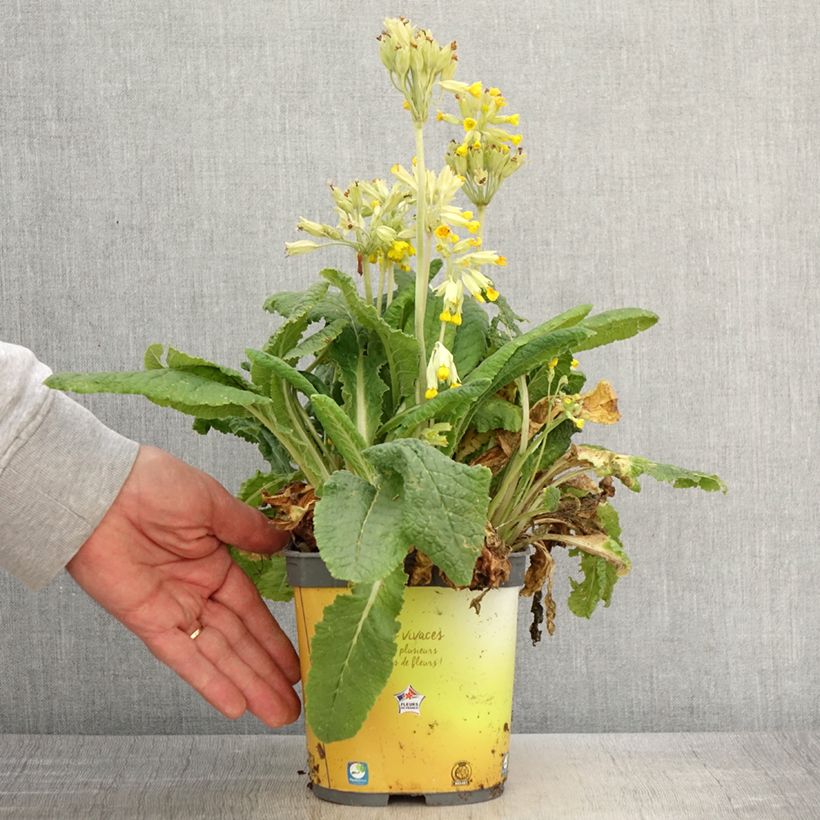 Primula vulgaris - Primula comune Vaso da 2L/3L esemplare consegnato in primavera