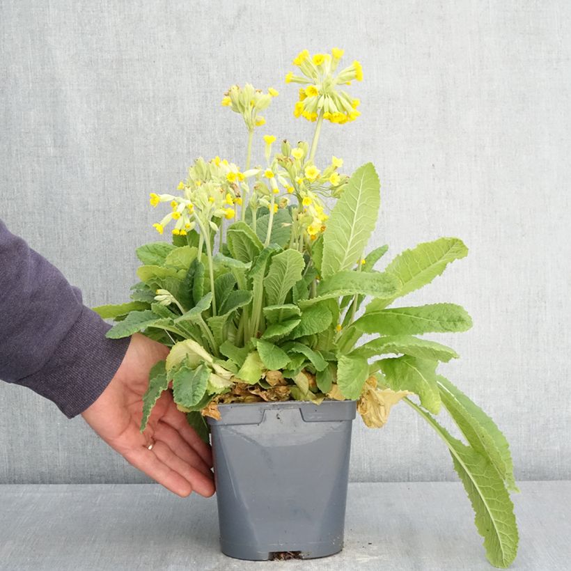 Primula vulgaris - Primula comune Vaso da 2L/3L esemplare consegnato in primavera