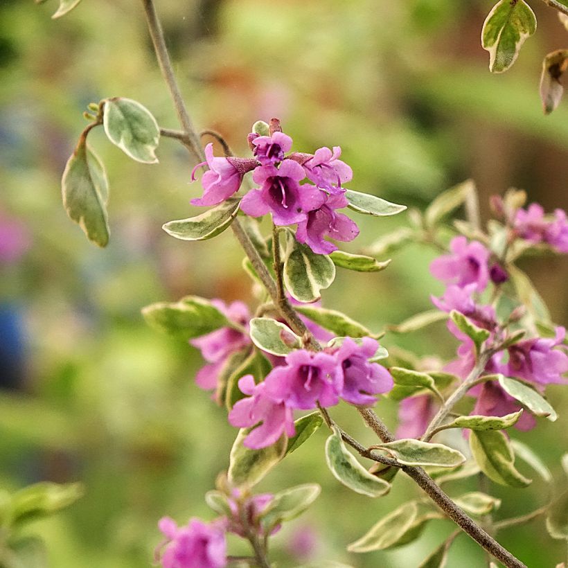Prostanthera ovalifolia Variegata (Fioritura)