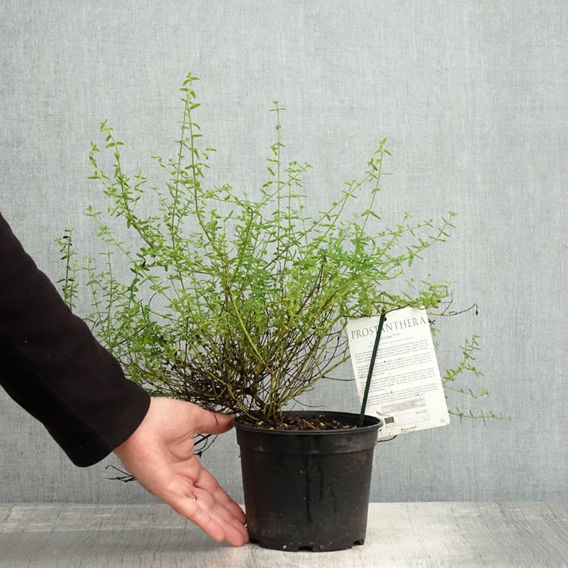 Esemplare di Prostanthera Rosetta - Menthe australienne Pot de 2L/3L come consegnato in autunno
