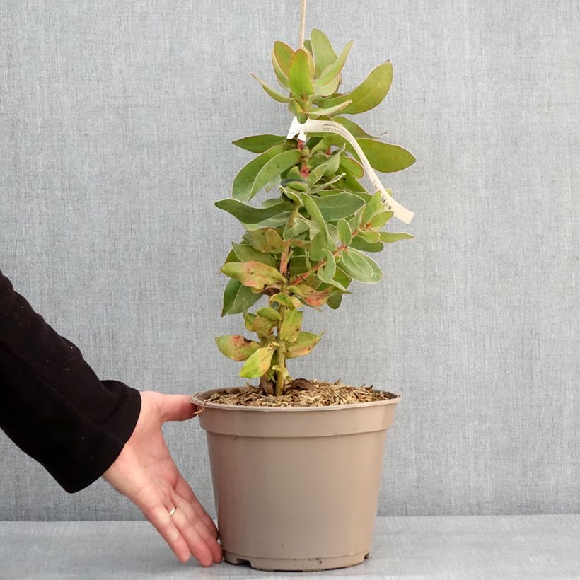 Protea eximia Vaso da 3L/4L esemplare consegnato in inverno