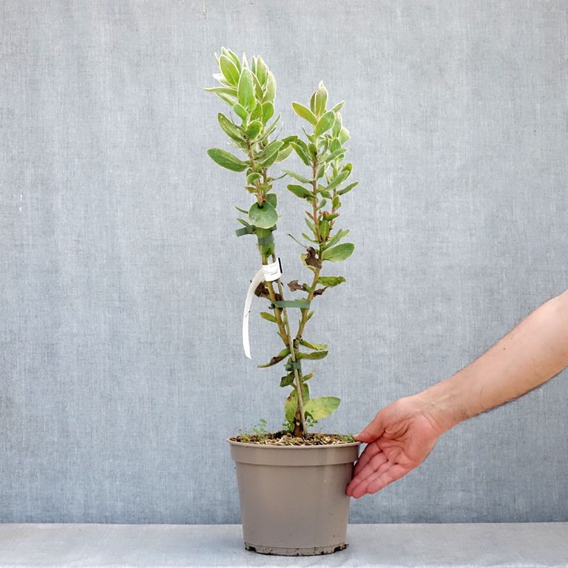 Example of Protea eximia Vaso da 3L/4L as you get in printemps