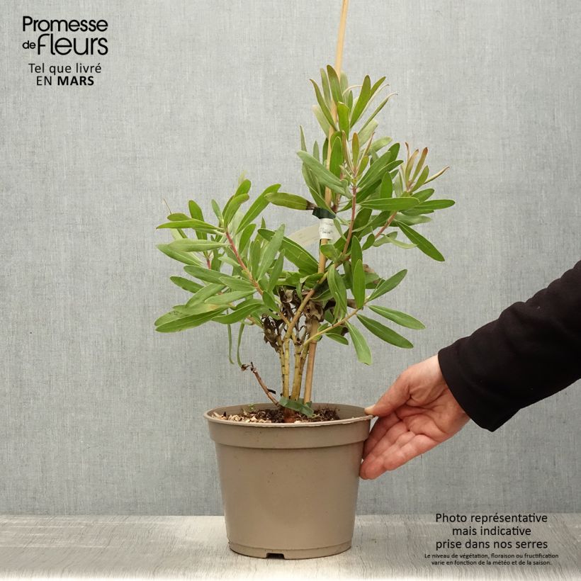 Example of Protea Pink Ice Vaso da 4L/5L as you get in printemps