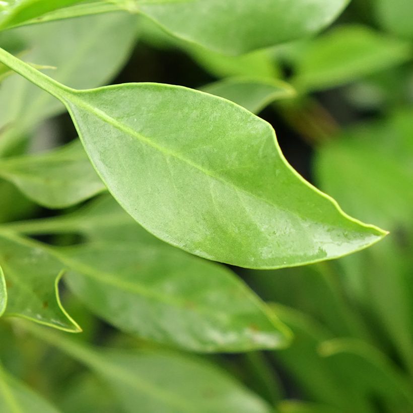 Protea cynaroides White Crown - Protea Re (Foliage)