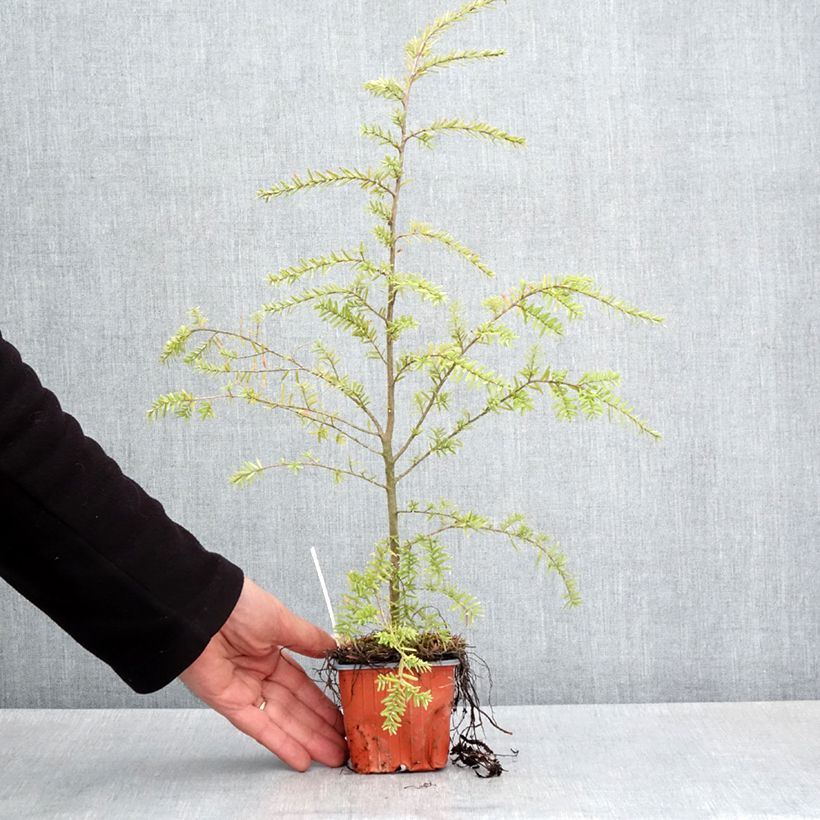 Example of Tsuga heterophylla Vasetto da 8/9 cm as you get in printemps