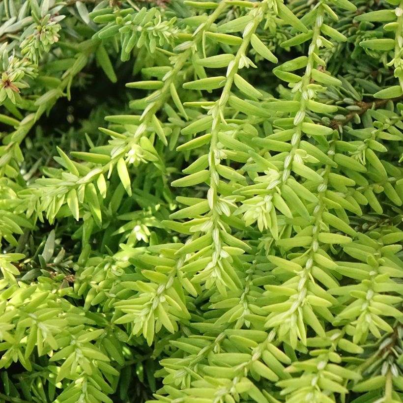 Tsuga canadensis Nana (Foliage)