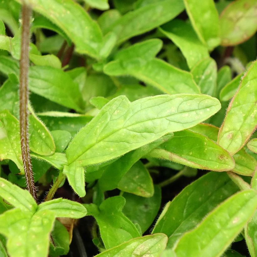 Prunella grandiflora Altenberg Rosa (Foliage)