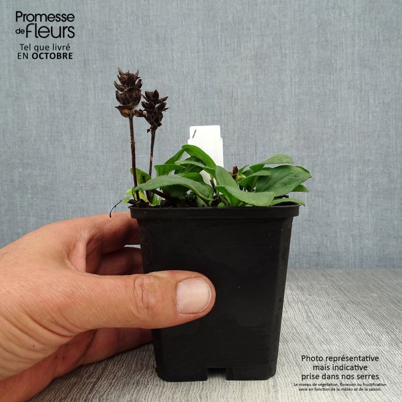 Esemplare di Prunella grandiflora Pink Loveliness Vasetto da 8/9 cm come consegnato in autunno