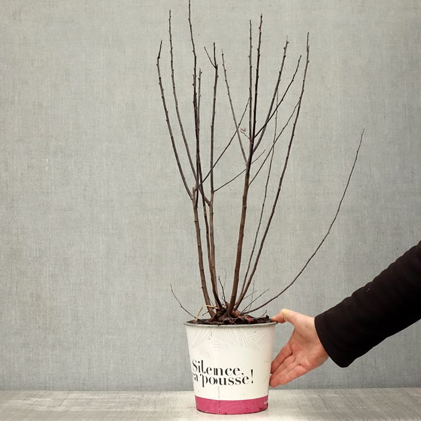Esemplare di Prunier à fleurs - Prunus cerasifera Nigra Pot de 3L/4L, Buisson, Touffe come consegnato in autunno
