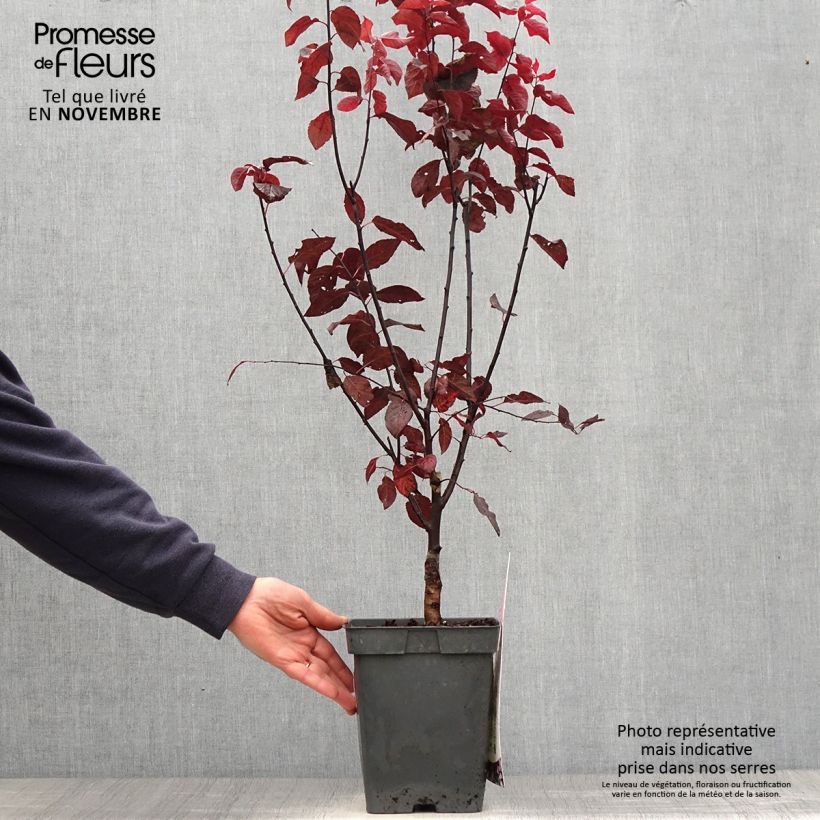 Esemplare di Prunus cerasifera Nigra - Ciliegio da fiore Vaso da 4L/5L, Vaso impalcato come consegnato in autunno