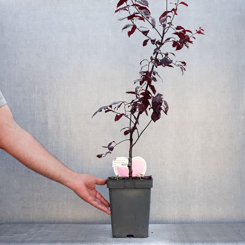 Esemplare di Prunus cerasifera Nigra - Ciliegio da fiore Vaso da 4L/5L, Vaso impalcato consegnato in estate