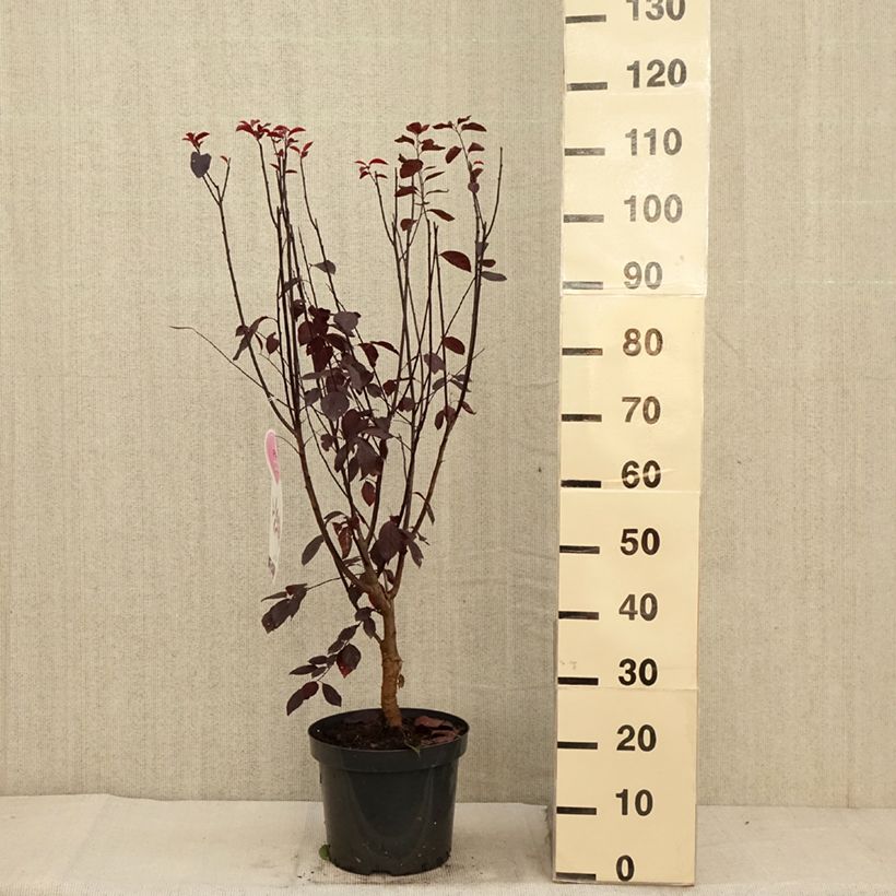 Esemplare di Prunier à fleurs - Prunus cerasifera Nigra Pot de 7,5L/10L come consegnato in autunno