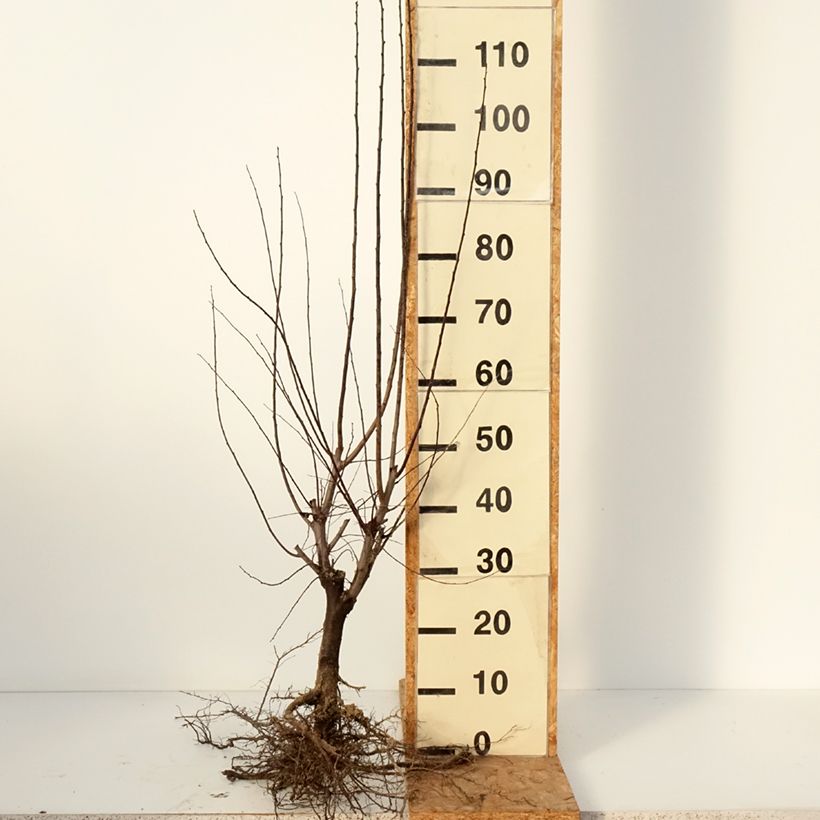 Prunus cerasifera Nigra - Ciliegio da fiore Piante piccole a radice nuda, A cespuglio esemplare consegnato in inverno