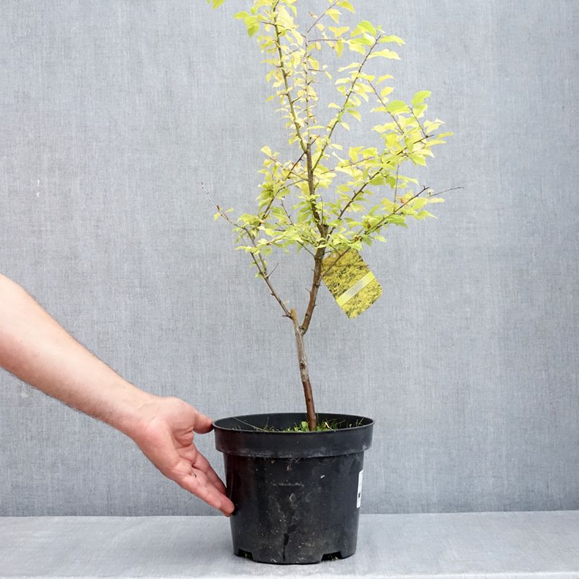 Example of Prunier à fleurs - Prunus cerasifera Złoty Obłok Vaso da 4L/5L as you get in printemps