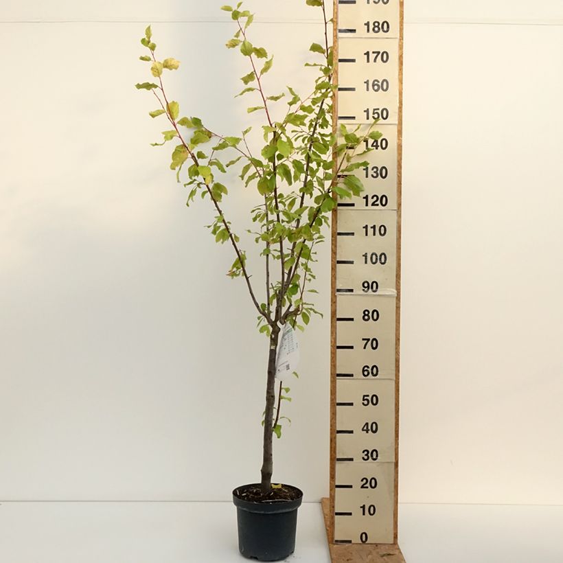 Esemplare di Prugna Altesse Double Vaso da 7,5L/10L, Vasetto consegnato in estate